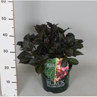 Plantenwinkel.nl Hydrangea Macrophylla "Black Diamond® Dark Angel"® schermhortensia - 30-40 cm - 1 stuks