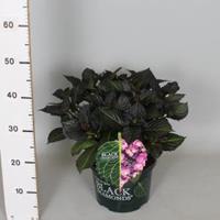 Plantenwinkel.nl Hydrangea Macrophylla "Black Diamond® Dark Angel Purple"® schermhortensia - 30-40 cm - 1 stuks