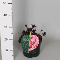 Plantenwinkel.nl Hydrangea Macrophylla "Black Diamond® Baroque Angel Pink"® boerenhortensia - 30-40 cm - 1 stuks