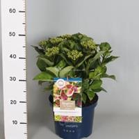 Plantenwinkel.nl Hydrangea Macrophylla "Magical Amethyst Roze"® boerenhortensia - 30-40 cm - 1 stuks