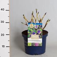 Plantenwinkel.nl Hydrangea Macrophylla "Magical Coral Blue"® boerenhortensia - 30-40 cm - 1 stuks