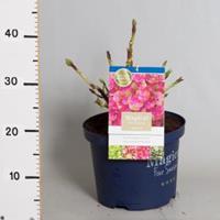 Plantenwinkel.nl Hydrangea Macrophylla "Magical Coral Pink"® boerenhortensia - 30-40 cm - 1 stuks
