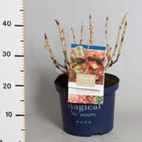 Plantenwinkel.nl Hydrangea Macrophylla "Magical Greenfire"® boerenhortensia