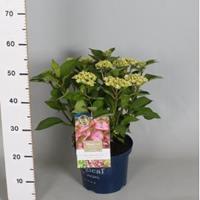 Plantenwinkel.nl Hydrangea Macrophylla "Magical Harmony Roze"® boerenhortensia - 30-40 cm - 1 stuks