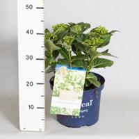 Plantenwinkel.nl Hydrangea Macrophylla "Magical Noblesse"® boerenhortensia - 30-40 cm - 1 stuks