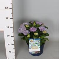 Plantenwinkel.nl Hydrangea Macrophylla "Magical Revolution Blue"® boerenhortensia - 30-40 cm - 1 stuks