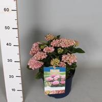 Plantenwinkel.nl Hydrangea Macrophylla "Magical Revolution Roze"® boerenhortensia - 30-40 cm - 1 stuks