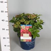 Plantenwinkel.nl Hydrangea Macrophylla "Magical Ruby Tuesday"® boerenhortensia - 30-40 cm - 1 stuks