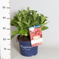 Plantenwinkel.nl Hydrangea Macrophylla "Magical Sapphire"® boerenhortensia - 30-40 cm - 1 stuks