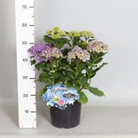 Plantenwinkel.nl Hydrangea Macrophylla "Double Flowers Blue"® boerenhortensia - 30-40 cm - 1 stuks