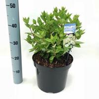 Plantenwinkel.nl Hydrangea Paniculata "Bombshell"® pluimhortensia - 35-40 cm - 1 stuks