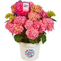 Plantenwinkel.nl Hydrangea Macrophylla "Diva Fiore Pink"® boerenhortensia