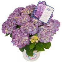 Plantenwinkel.nl Hydrangea Macrophylla "Diva Fiore Violet"® boerenhortensia