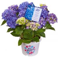 Plantenwinkel.nl Hydrangea Macrophylla "Diva Fiore Blue"® boerenhortensia