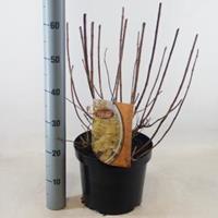 Plantenwinkel.nl Hydrangea Paniculata "Candlelight"® pluimhortensia