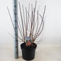 Plantenwinkel.nl Hydrangea Paniculata "Mega Mindy"® pluimhortensia - 50-60 cm - 1 stuks