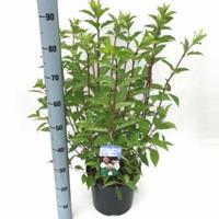 Plantenwinkel.nl Hydrangea Paniculata "Phantom" pluimhortensia - 50-60 cm - 1 stuks
