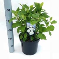Plantenwinkel.nl Hydrangea Arborescens "Annabelle" sneeuwbalhortensia - 50-60 cm - 1 stuks