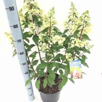 Plantenwinkel.nl Hydrangea Paniculata "Pinky Winky"® pluimhortensia - 50-60 cm - 1 stuks