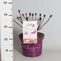 Plantenwinkel.nl Hydrangea Macrophylla "Charming® Sophia Pink"® boerenhortensia - 30-40 cm - 1 stuks
