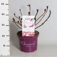 Plantenwinkel.nl Hydrangea Macrophylla "Charming® Lisa Pink"® boerenhortensia - 30-40 cm - 1 stuks