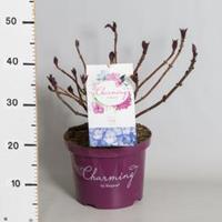 Plantenwinkel.nl Hydrangea Macrophylla "Charming® Lisa Blue"® boerenhortensia - 30-40 cm - 1 stuks