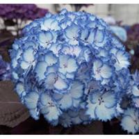 Plantenwinkel.nl Hydrangea Macrophylla "Charming® Julia Blue"® boerenhortensia
