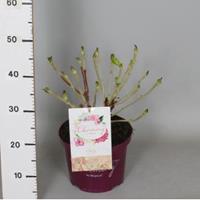 Plantenwinkel.nl Hydrangea Macrophylla "Charming® Claire Pink"® boerenhortensia - 30-40 cm - 1 stuks