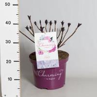 Plantenwinkel.nl Hydrangea Macrophylla "Charming® Claire Blue"® boerenhortensia - 30-40 cm - 1 stuks