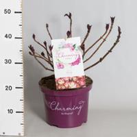 Plantenwinkel.nl Hydrangea Macrophylla "Charming® Alice Pink"® boerenhortensia - 30-40 cm - 1 stuks