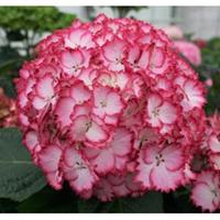 Plantenwinkel.nl Hydrangea Macrophylla "Charming® Julia Pink"® boerenhortensia