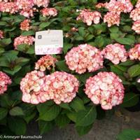 Plantenwinkel.nl Hydrangea Macrophylla "Kanmara de Beauty Pink"® boerenhortensia