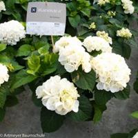 Plantenwinkel.nl Hydrangea Macrophylla "Kanmara De Beauty White"® boerenhortensia