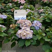 Plantenwinkel.nl Hydrangea Macrophylla "Kanmara de Beauty Lila"® boerenhortensia