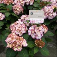 Plantenwinkel.nl Hydrangea Macrophylla "Kanmara De Beauty Roze"® boerenhortensia