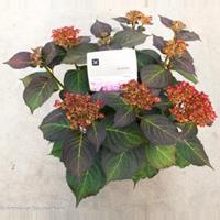 Plantenwinkel.nl Hydrangea Macrophylla "Kanmara De Beauty Rozé"® boerenhortensia