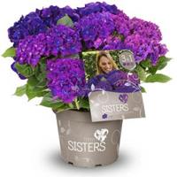 Plantenwinkel.nl Hydrangea Macrophylla "Three Sisters"® Violett boerenhortensia