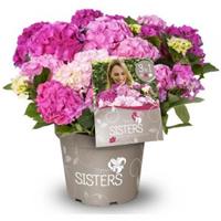 Plantenwinkel.nl Hydrangea Macrophylla "Three Sisters"® Pink boerenhortensia