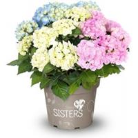 Plantenwinkel.nl Hydrangea Macrophylla "Three Sisters"® Pastel boerenhortensia