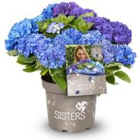 Plantenwinkel.nl Hydrangea Macrophylla "Three Sisters"® Blue boerenhortensia