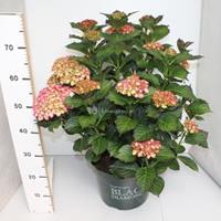 Plantenwinkel.nl Hydrangea Macrophylla "Black Diamond® Red Angel"® boerenhortensia - 40-50 cm - 1 stuks