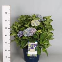 Plantenwinkel.nl Hydrangea Macrophylla "Magical Amethyst Blauw"® boerenhortensia - 40-50 cm - 1 stuks