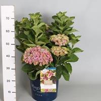Plantenwinkel.nl Hydrangea Macrophylla "Magical Amethyst Roze"® boerenhortensia - 40-50 cm - 1 stuks