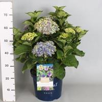 Plantenwinkel.nl Hydrangea Macrophylla "Magical Coral Blue"® boerenhortensia - 40-50 cm - 1 stuks