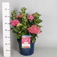 Plantenwinkel.nl Hydrangea Macrophylla "Magical Coral Pink"® boerenhortensia - 40-50 cm - 1 stuks