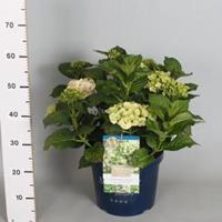 Plantenwinkel.nl Hydrangea Macrophylla "Magical Noblesse"® boerenhortensia - 40-50 cm - 1 stuks