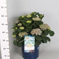Plantenwinkel.nl Hydrangea Macrophylla "Magical Revolution Blue"® boerenhortensia - 40-50 cm - 1 stuks