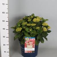 Plantenwinkel.nl Hydrangea Macrophylla "Magical Revolution Roze"® boerenhortensia - 50-60 cm - 1 stuks