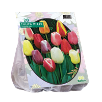 Baltus Tulipa Darwin Mix
