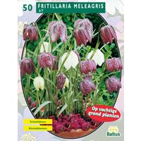 Baltus Fritillaria Meleagris per 30